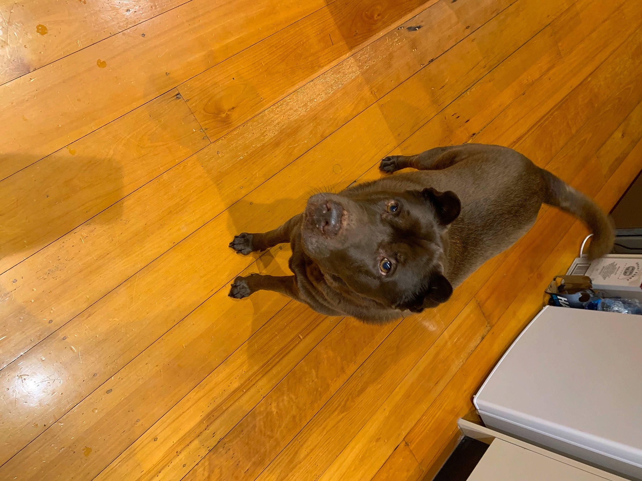 Ella joined the competition — help win amazing prizes! carnivore, companion_dog, computer_keyboard, dog, dog_breed, fawn, floor, flooring, hardwood, laminate_flooring, plank, sculpture, snout, tail, terrestrial_animal, varnish, wood, wood_flooring, wood_stain, working_animal