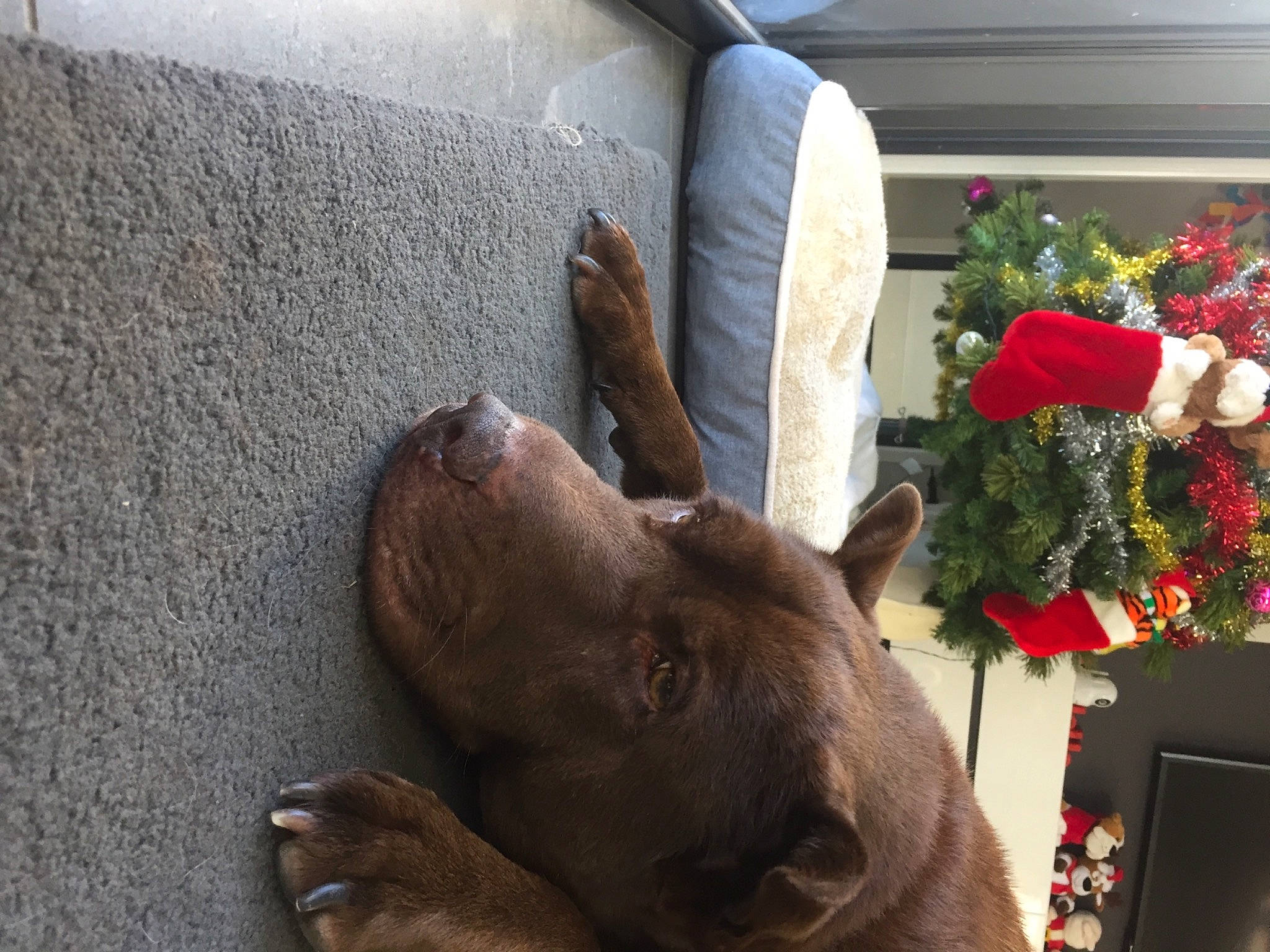 Ella joined the competition — help win amazing prizes! carmine, carnivore, christmas_ornament, companion_dog, dog, dog_breed, event, fawn, felidae, flower_arranging, fur, holiday, holiday_ornament, liver, plant, small_to_medium_sized_cats, snout, tree, wood, working_animal