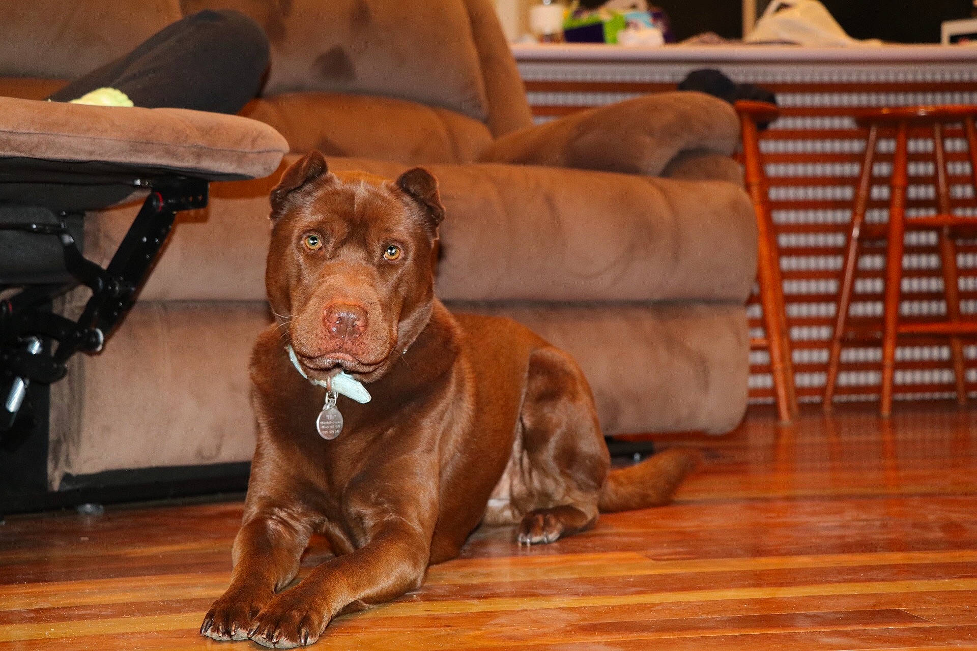 Ella is registered to the contest to win money with this photo: carnivore, chair, collar, comfort, companion_dog, couch, dog, dog_breed, dog_collar, fawn, floor, flooring, furniture, hardwood, laminate_flooring, liver, varnish, wood, wood_stain, working_animal