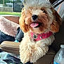 animal, blanket, car_interior, collar, companion, cute, dog, dog_bed, fluffy, furry, happy, leisure, pet, road_trip, seat, seatbelt, sunlight, tongue_out, water_bottle, window