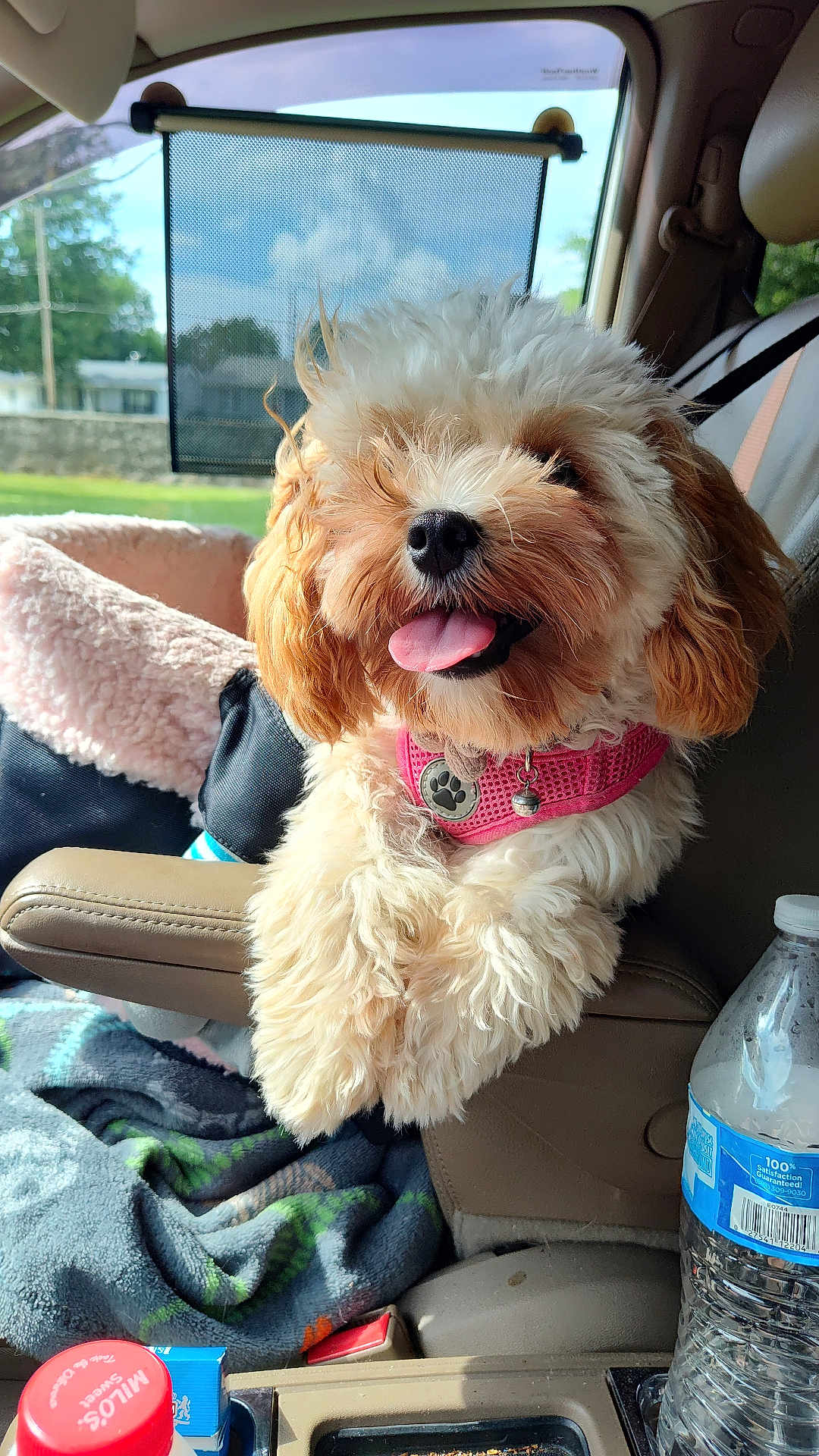 Taffy
