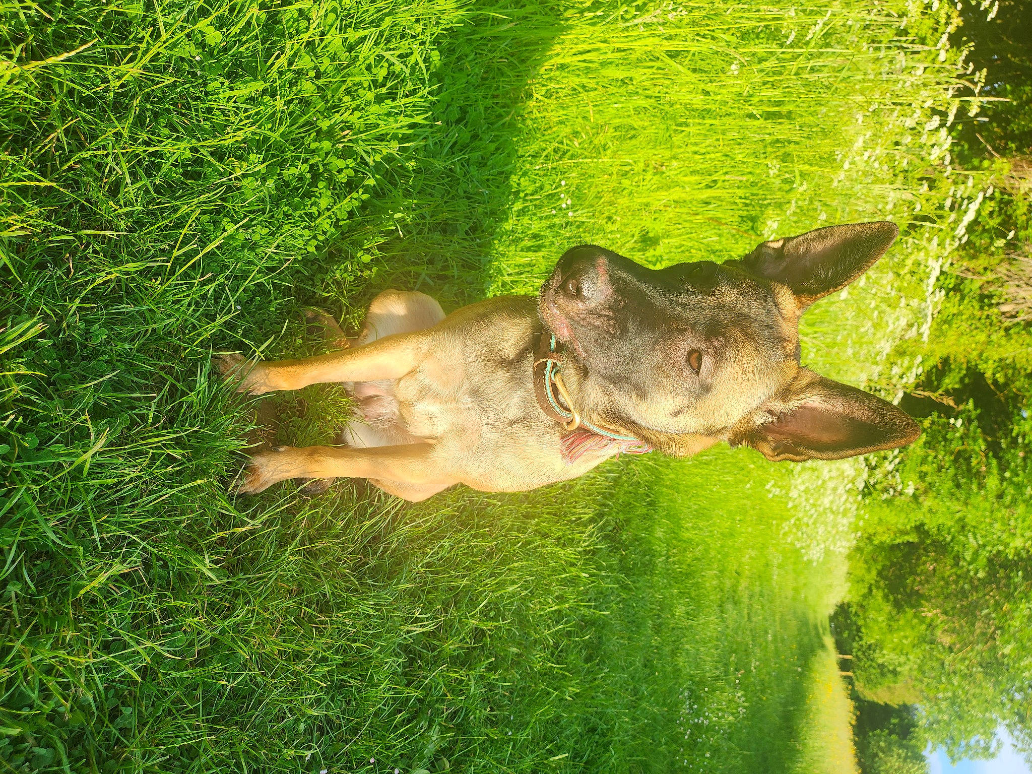 Olympe a rejoint le concours — aidez-le/la à gagner de superbes lots ! canidae, dog_breed, fawn, grass, grass_family, grassland, groundcover, indian_rhinoceros, lawn, mammal, pasture, people_in_nature, plant, snout, sporting_group, tail, terrestrial_animal, terrestrial_plant, water, working_animal