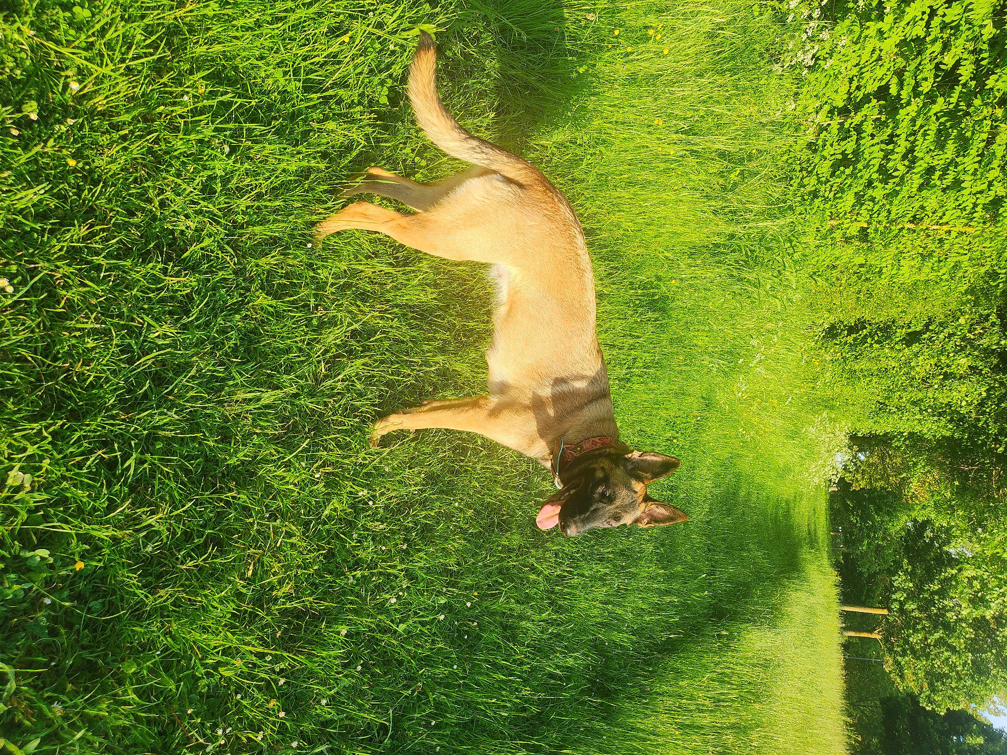 Olympe participe au concours pour gagner de l'argent avec cette photo : fawn, grass, grass_family, grassland, groundcover, landscape, lawn, meadow, natural_landscape, pasture, people_in_nature, plant, shrub, tail, terrestrial_animal, tints_and_shades, tree, trunk, vegetation, wood