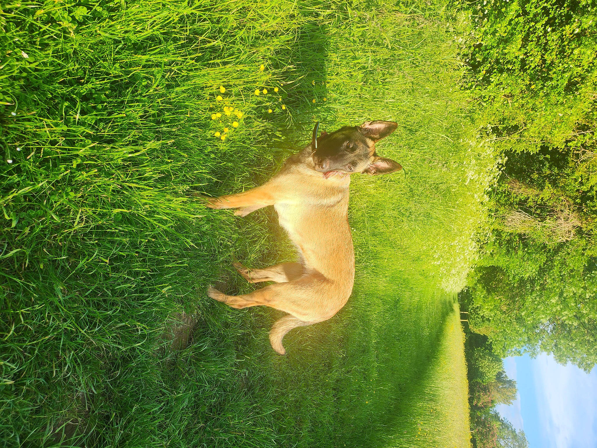 Olympe a rejoint le concours — aidez-le/la à gagner de superbes lots ! carnivore, cloud, companion_dog, dog, dog_breed, fawn, grass, grassland, groundcover, landscape, natural_landscape, people_in_nature, plant, sky, sporting_group, tail, tree, trunk, water, wood