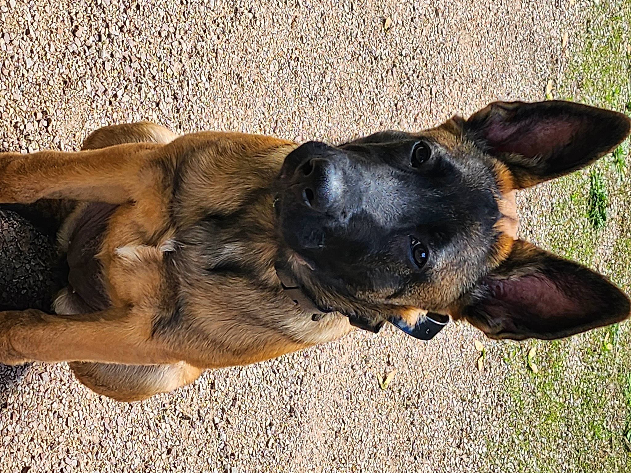 Olympe a rejoint le concours — aidez-le/la à gagner de superbes lots ! canidae, carnivore, companion_dog, dog, dog_breed, ear, fawn, foot, fur, grass, guard_dog, paw, soil, sporting_group, street_dog, terrestrial_animal, working_animal, working_dog