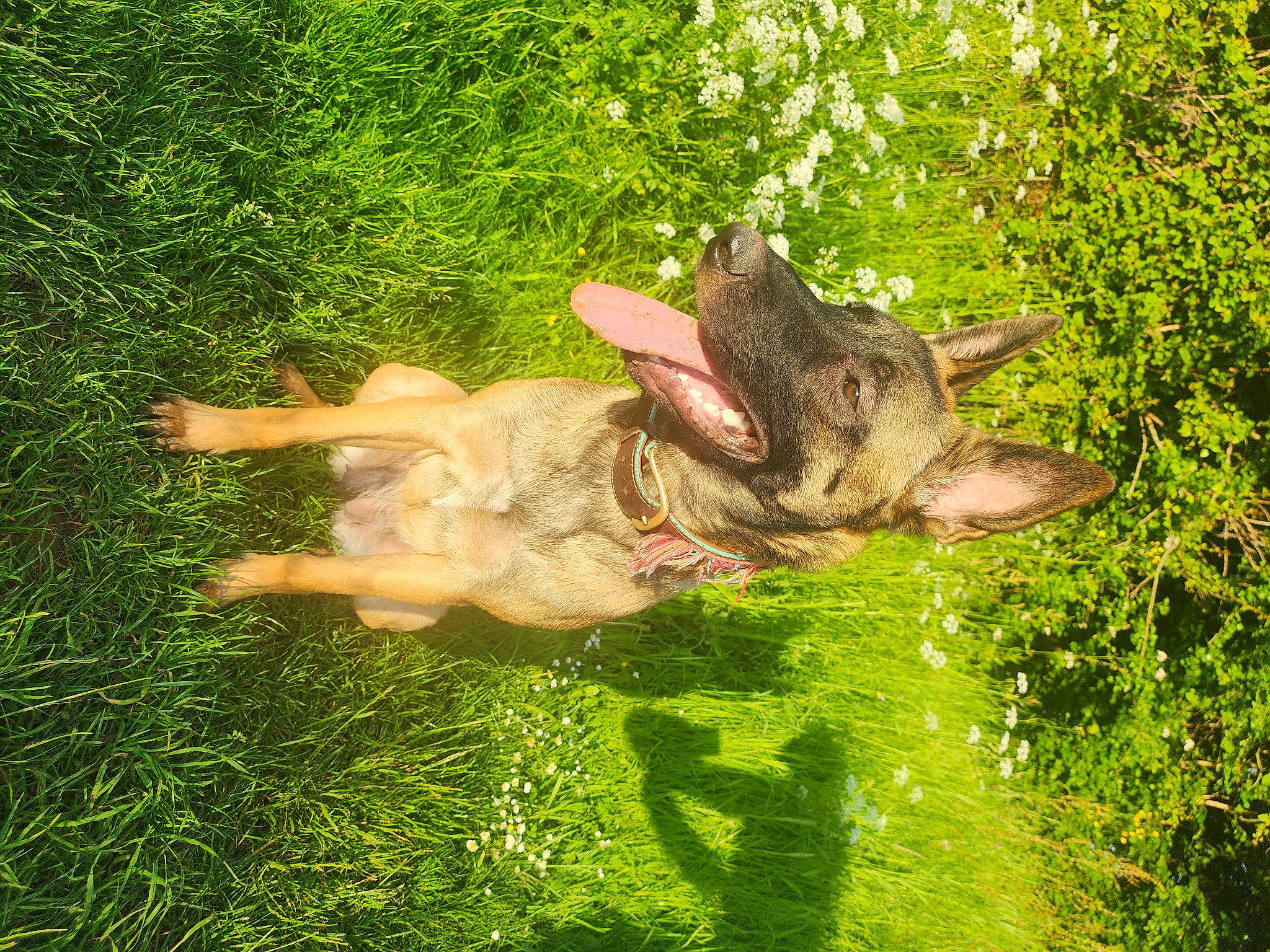 Olympe participe au concours pour gagner de l'argent avec cette photo : canidae, carnivore, dog, dog_breed, fawn, gesture, grass, groundcover, guard_dog, indian_rhinoceros, lawn, plant, snout, sporting_group, tail, terrestrial_animal, trunk, wildlife, wood, working_animal