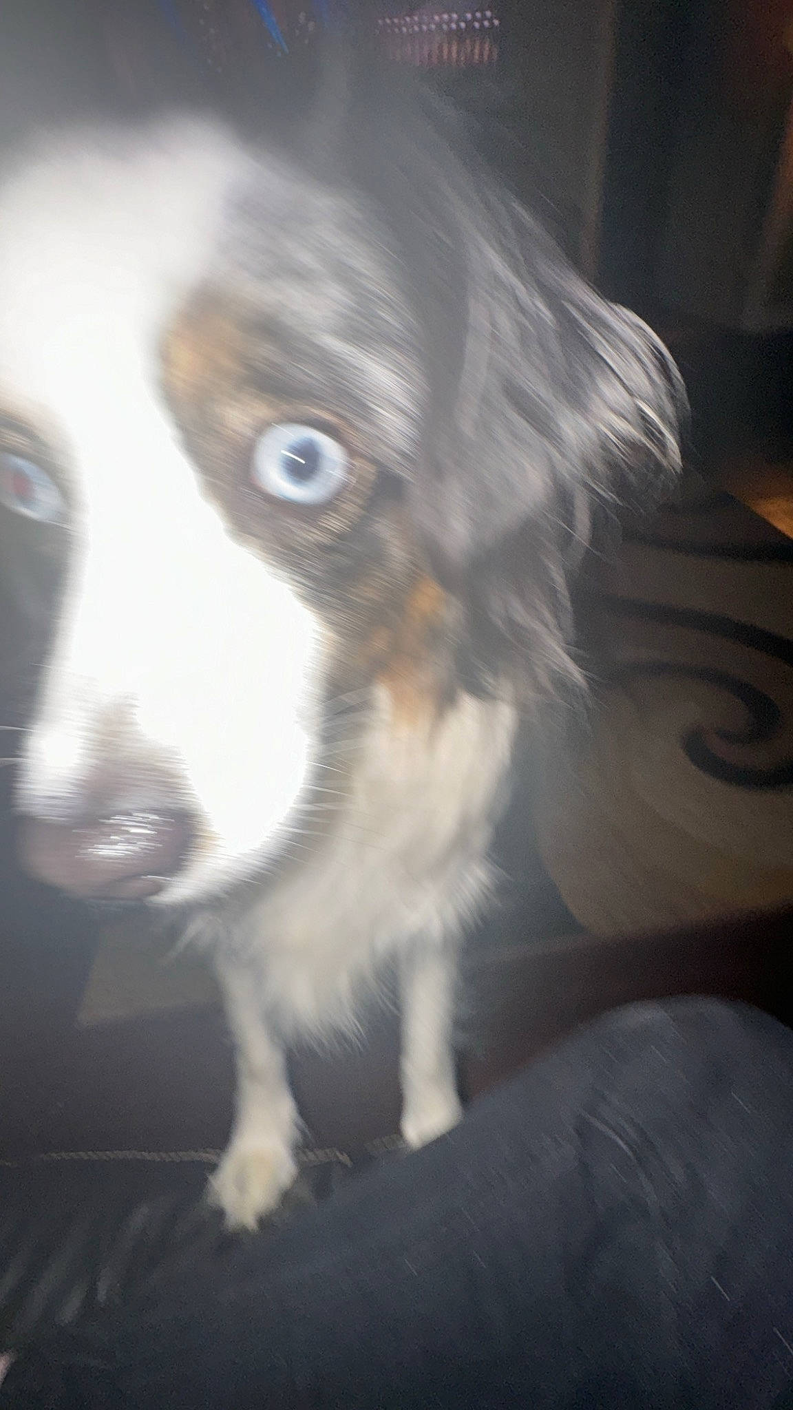 Whiskey joined the competition — help win amazing prizes! canidae, carnivore, companion_dog, darkness, dog, dog_breed, ear, fur, night, sporting_group, whiskers, wood, working_animal, working_dog