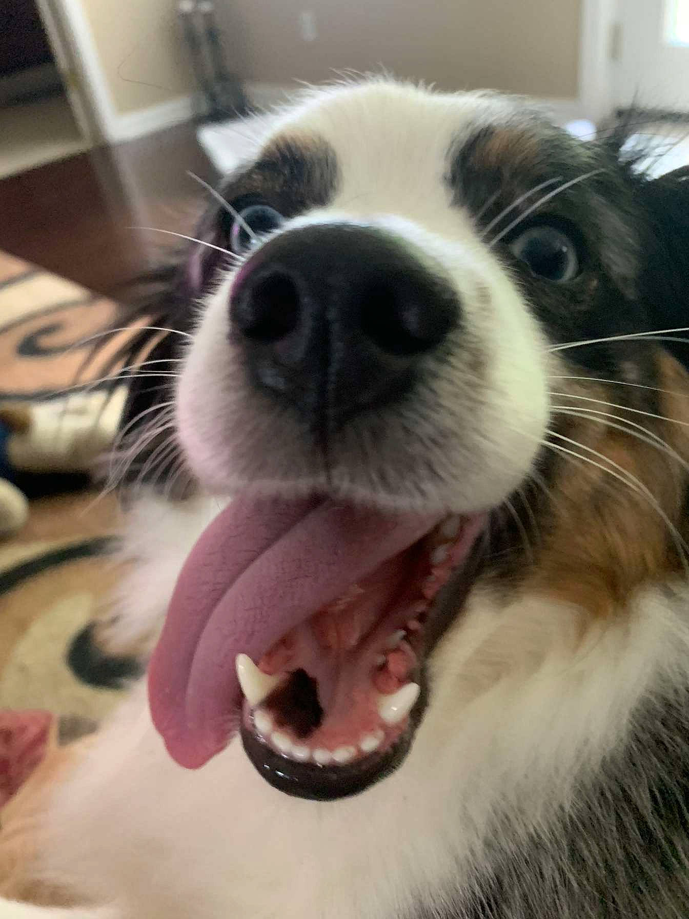 Whiskey is registered to the contest to win money with this photo: carnivore, collar, companion_dog, dog, dog_breed, dog_collar, ear, eye, eyewear, fang, fur, happy, jaw, nose, paw, snout, sporting_group, whiskers, working_animal, yawn