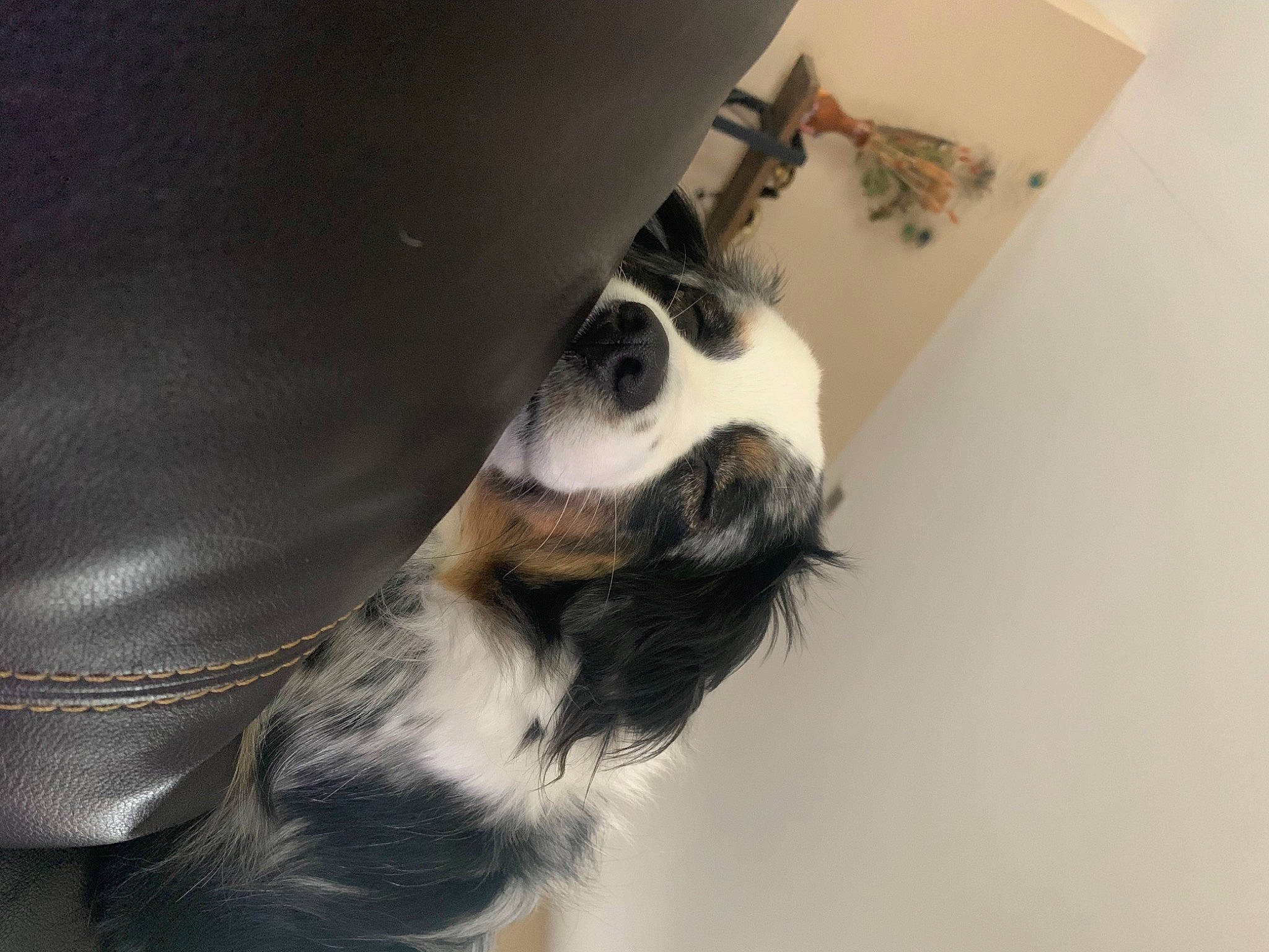 Whiskey is registered to the contest to win money with this photo: canidae, carnivore, claw, comfort, companion_dog, dog, dog_breed, flooring, foot, fur, hardwood, human_leg, non_sporting_group, paw, sporting_group, tail, terrestrial_animal, whiskers, working_animal