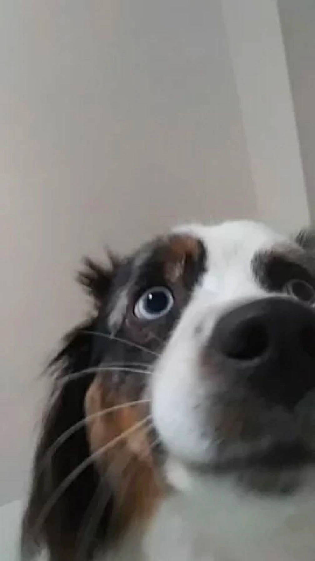 Whiskey joined the competition — help win amazing prizes! canidae, carnivore, companion_dog, dog, dog_breed, ear, fur, liver, snout, sporting_group, toy_dog, whiskers, working_animal