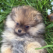 Praline Kranzer a rejoint le concours — aidez-le/la à gagner de superbes lots ! adorable, animal, close_up, cute, dog, flower, fluffy, fur, grass, greenery, lying_down, nature, outdoor, pet, playful, pomeranian, puppy, small_dog, soft, young_dog