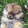 adorable, animal, close_up, cute, dog, flower, fluffy, fur, grass, greenery, lying_down, nature, outdoor, pet, playful, pomeranian, puppy, small_dog, soft, young_dog
