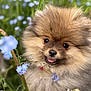 Praline Kranzer participe au concours pour gagner de l'argent avec cette photo : adorable, animal, blue_flower, closeup, cute, dog, flower, fluffy, fur, greenery, nature, outdoor, pet, pomeranian, portrait, puppy, small_dog, soft_focus, spring, tongue_out