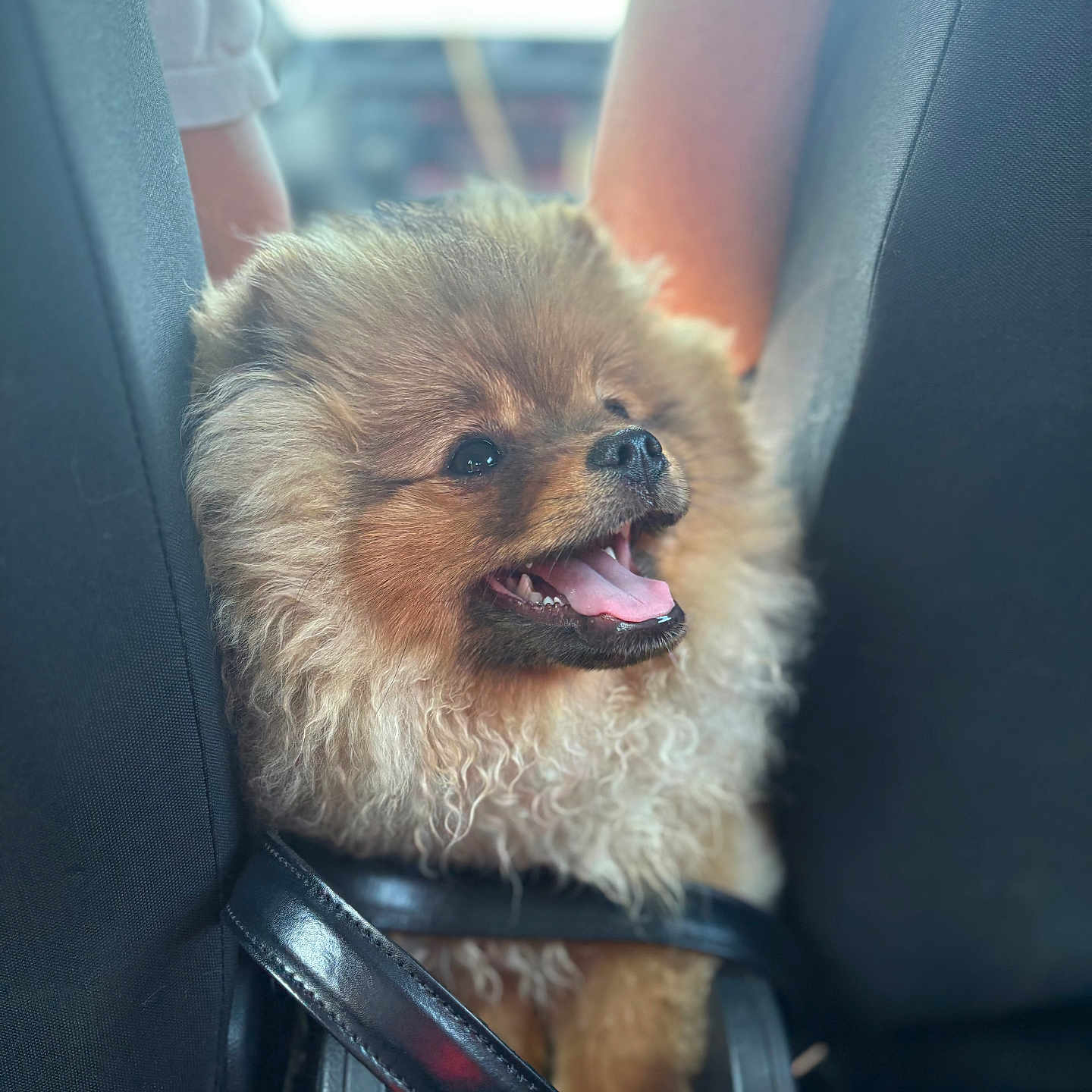 Praline Kranzer a rejoint le concours — aidez-le/la à gagner de superbes lots ! animal, black_seat, car_interior, car_seat, close_up, companion, curly_fur, cute, dog, domestic_animal, fluffy, furry, happy, joyful, leather_strap, pet, pomeranian, small_dog, tongue_out, transport