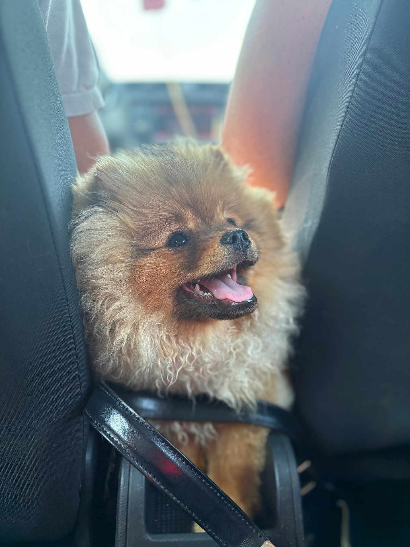 Praline Kranzer a rejoint le concours — aidez-le/la à gagner de superbes lots ! animal, black_seat, car_interior, car_seat, close_up, companion, curly_fur, cute, dog, domestic_animal, fluffy, furry, happy, joyful, leather_strap, pet, pomeranian, small_dog, tongue_out, transport