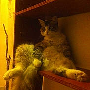 Oggy participe au concours pour gagner de l'argent avec cette photo :