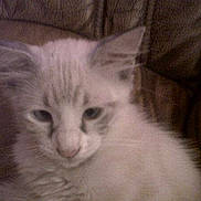 Oggy a rejoint le concours — aidez-le/la à gagner de superbes lots !