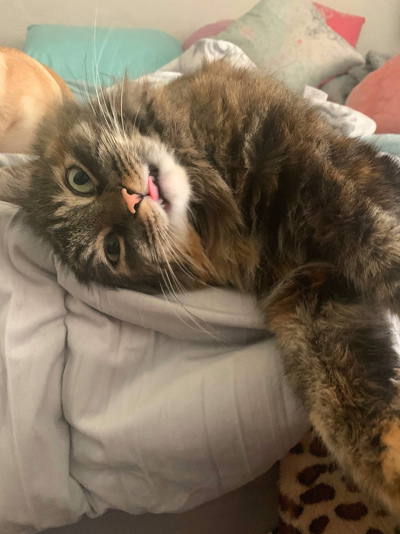 Kiki joined the competition — help win amazing prizes! american_shorthair, asian, carnivore, cat, claw, domestic_short_haired_cat, dragon_li, ear, european_shorthair, felidae, fur, kitten, nap, norwegian_forest_cat, small_to_medium_sized_cats, snout, tabby_cat, whiskers