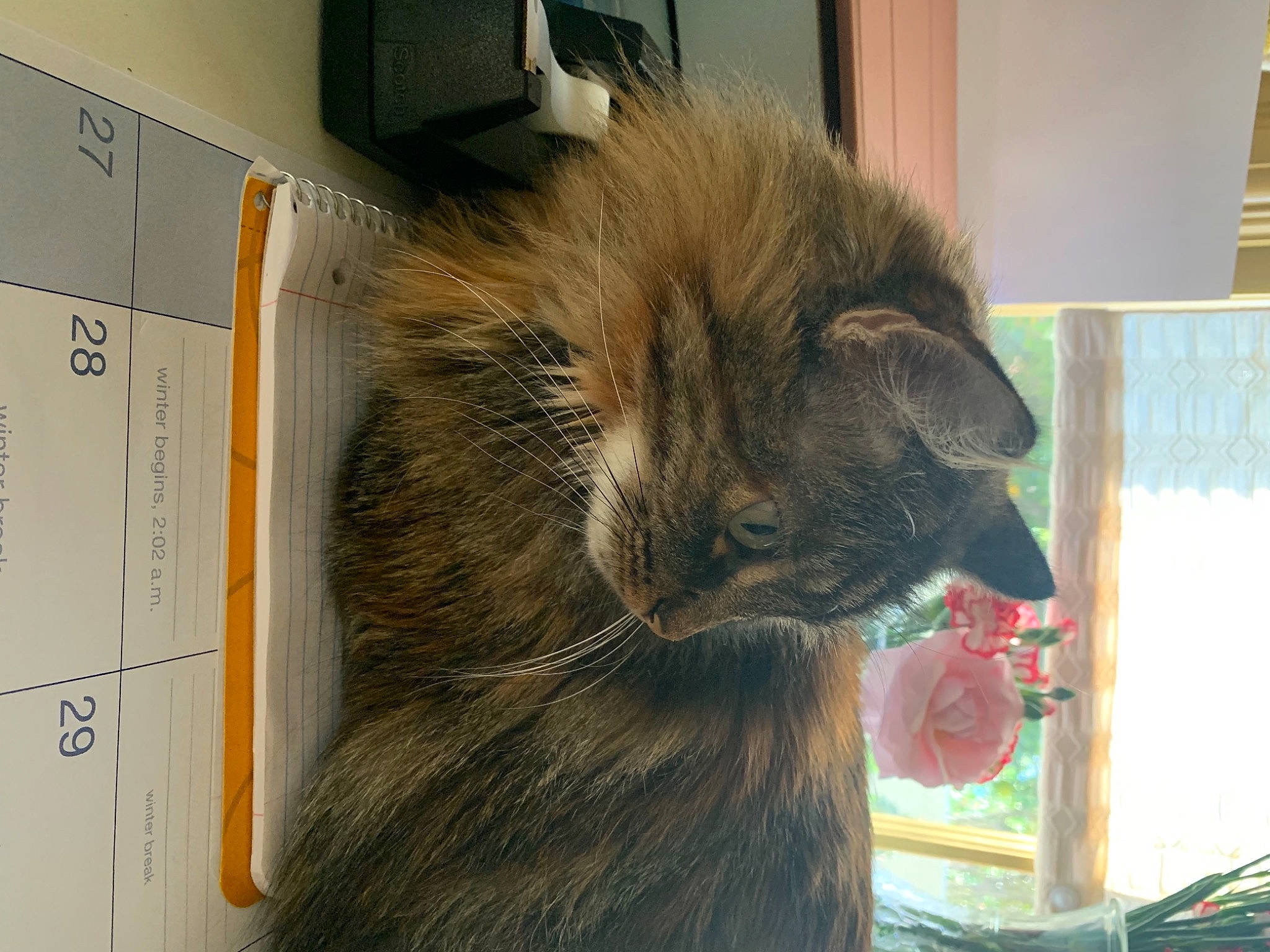 Kiki is registered to the contest to win money with this photo: carnivore, cat, domestic_long_haired_cat, felidae, fur, maine_coon, norwegian_forest_cat, small_to_medium_sized_cats, whiskers