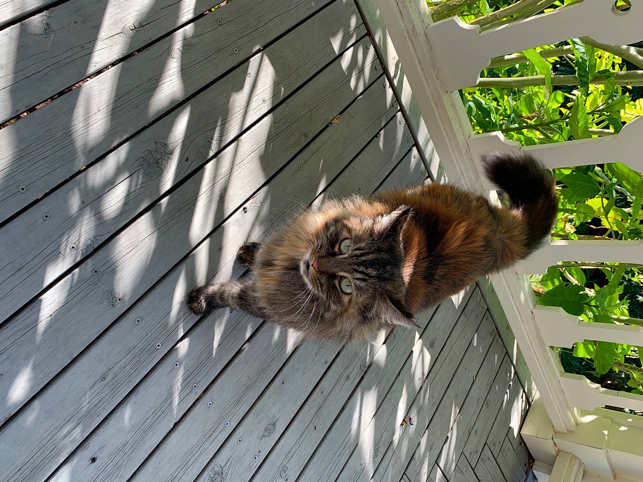 Kiki joined the competition — help win amazing prizes! carnivore, cat, daylighting, deck, felidae, fur, hardwood, plank, shade, shadow, siding, small_to_medium_sized_cats, tail, whiskers, wood, wood_flooring, wood_stain