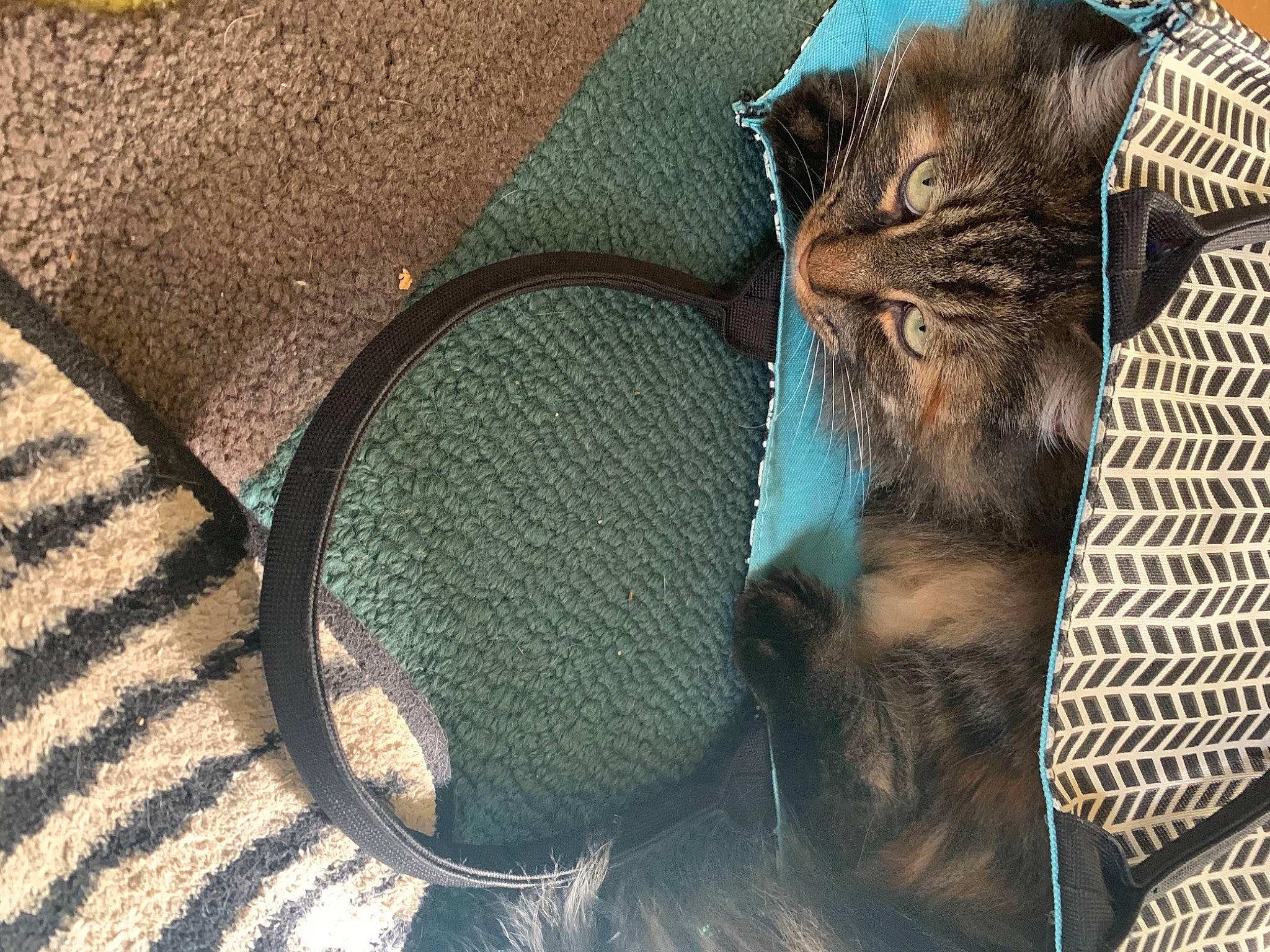 Kiki is registered to the contest to win money with this photo: carnivore, cat, collar, domestic_short_haired_cat, eye_glass_accessory, felidae, fur, mat, pet_supply, shadow, small_to_medium_sized_cats, snout, tabby_cat, whiskers
