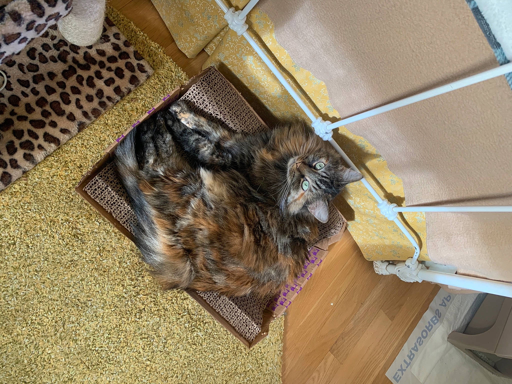 Kiki joined the competition — help win amazing prizes! carnivore, cat, domestic_short_haired_cat, european_shorthair, felidae, floor, flooring, fur, kitten, maine_coon, norwegian_forest_cat, room, small_to_medium_sized_cats, tabby_cat, tail, whiskers