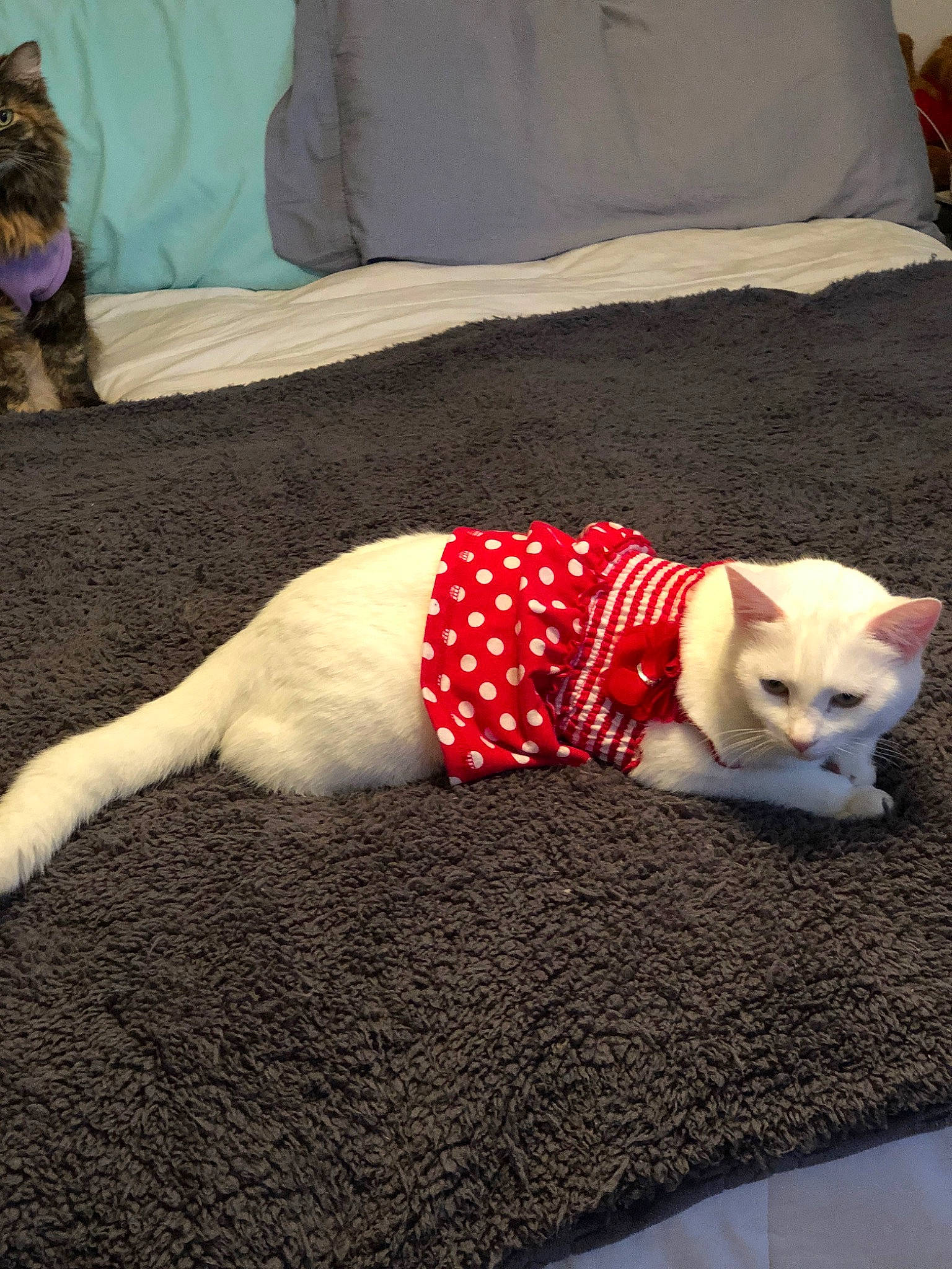 Lily joined the competition — help win amazing prizes! blanket, canidae, carnivore, cat, colorpoint_shorthair, dog_breed, dog_clothes, fawn, felidae, french_bulldog, kitten, linens, mammal, non_sporting_group, small_to_medium_sized_cats, sweater, tail
