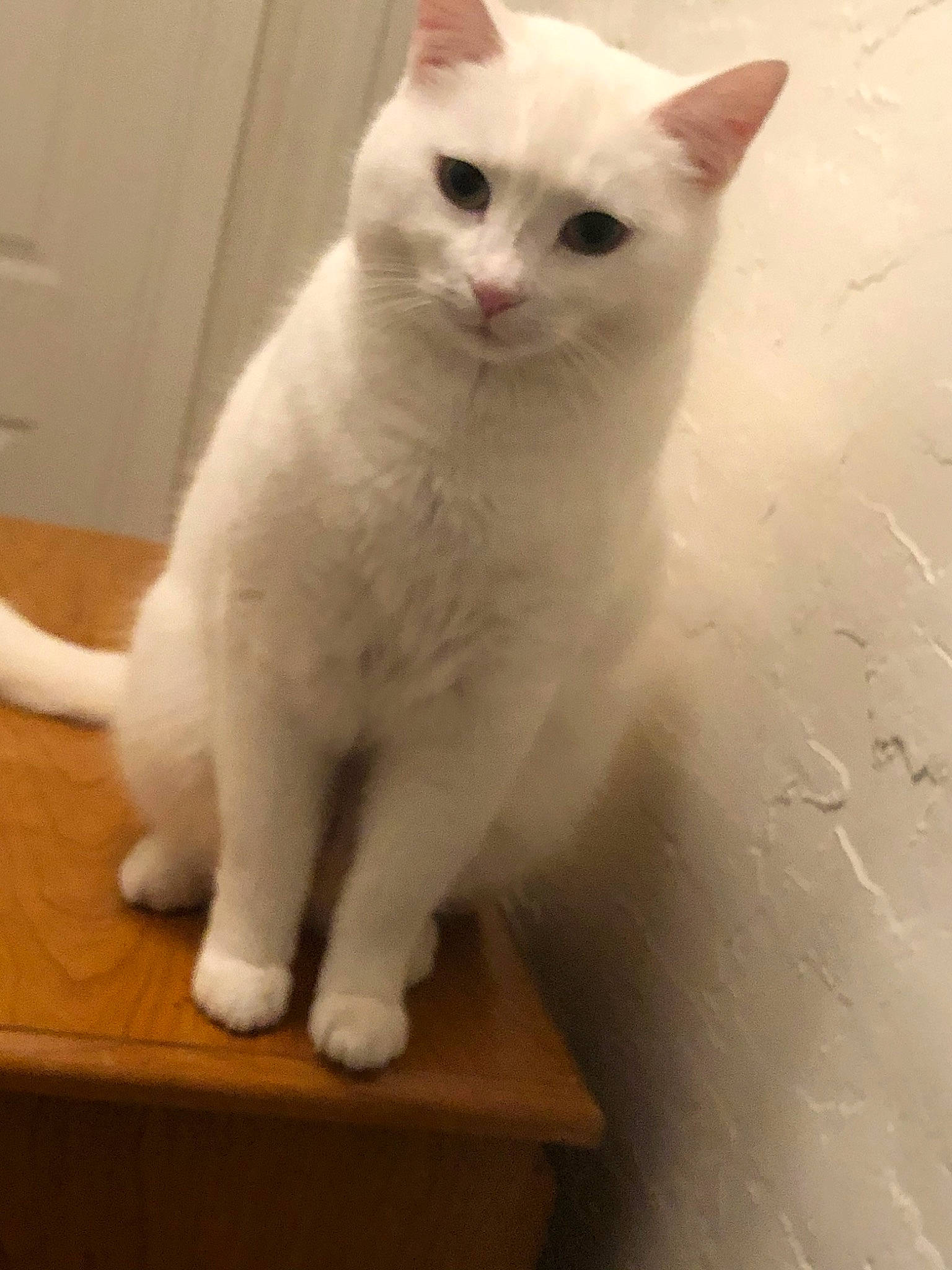 Lily joined the competition — help win amazing prizes! aegean_cat, burmilla, carnivore, cat, colorpoint_shorthair, domestic_short_haired_cat, eye, felidae, japanese_bobtail, javanese, khao_manee, kitten, mammal, ojos_azules, small_to_medium_sized_cats, tail, turkish_angora, turkish_van, vertebrate, whiskers