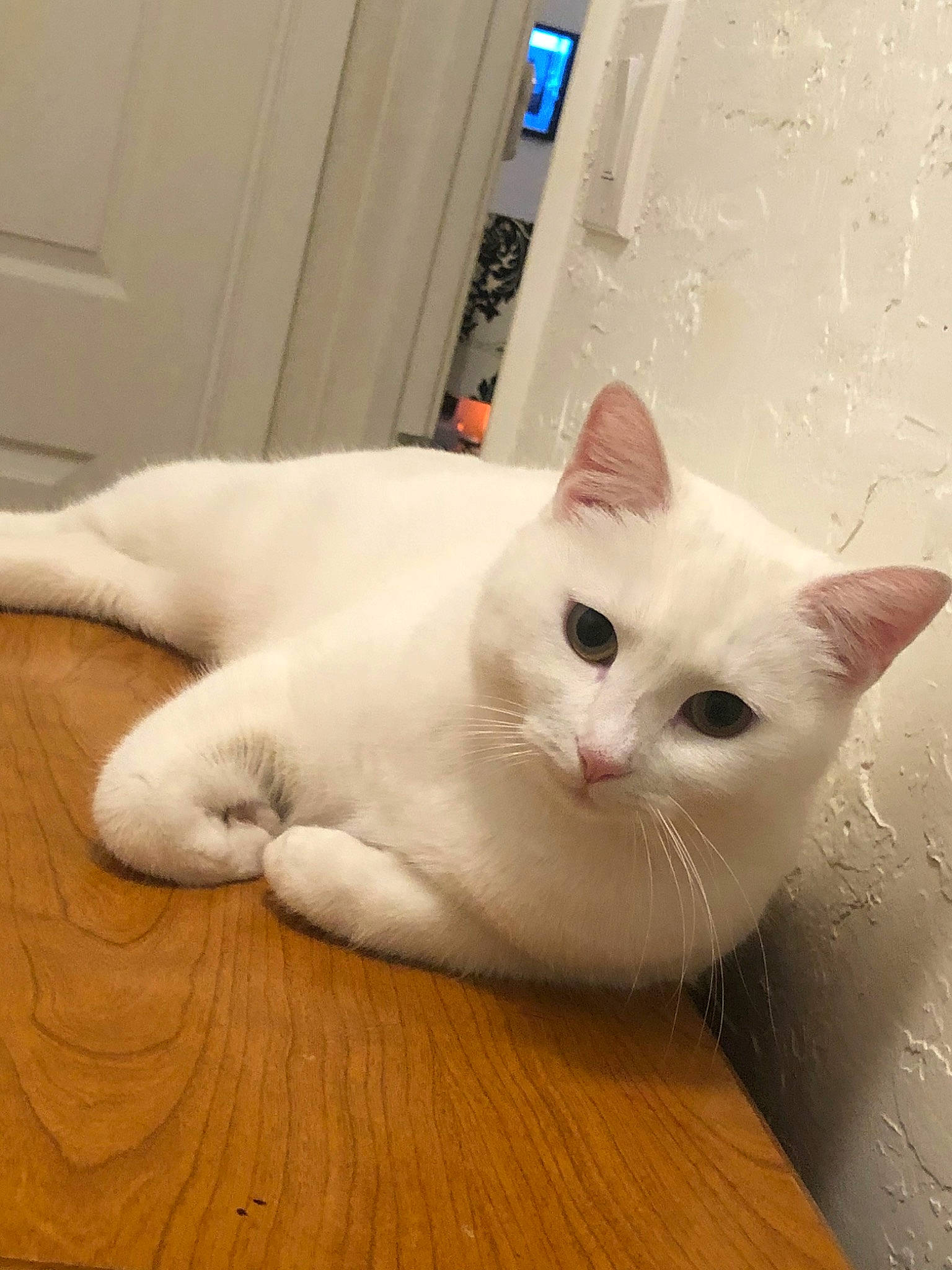 Lily is registered to the contest to win money with this photo: aegean_cat, asian, burmilla, carnivore, cat, colorpoint_shorthair, domestic_short_haired_cat, eye, felidae, khao_manee, kitten, mammal, ojos_azules, paw, polydactyl_cat, small_to_medium_sized_cats, tail, turkish_angora, turkish_van, whiskers