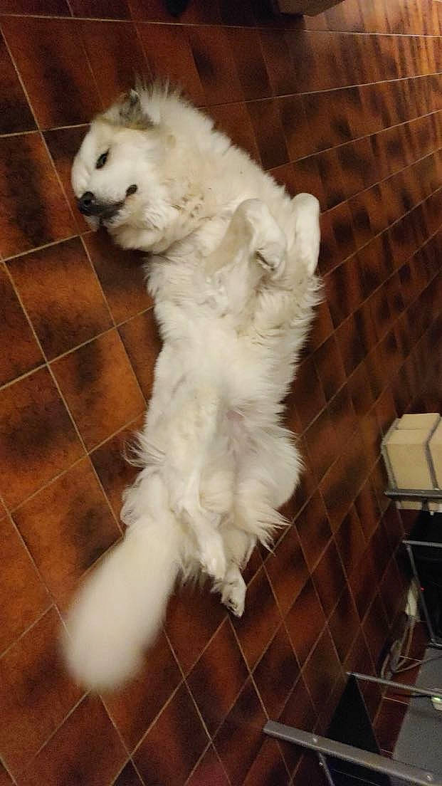 Bounty a rejoint le concours — aidez-le/la à gagner de superbes lots ! carnivore, companion_dog, dog, dog_breed, fawn, flooring, fur, gas, kuvasz, non_sporting_group, paw, sporting_group, tail, terrestrial_animal, whiskers, working_animal