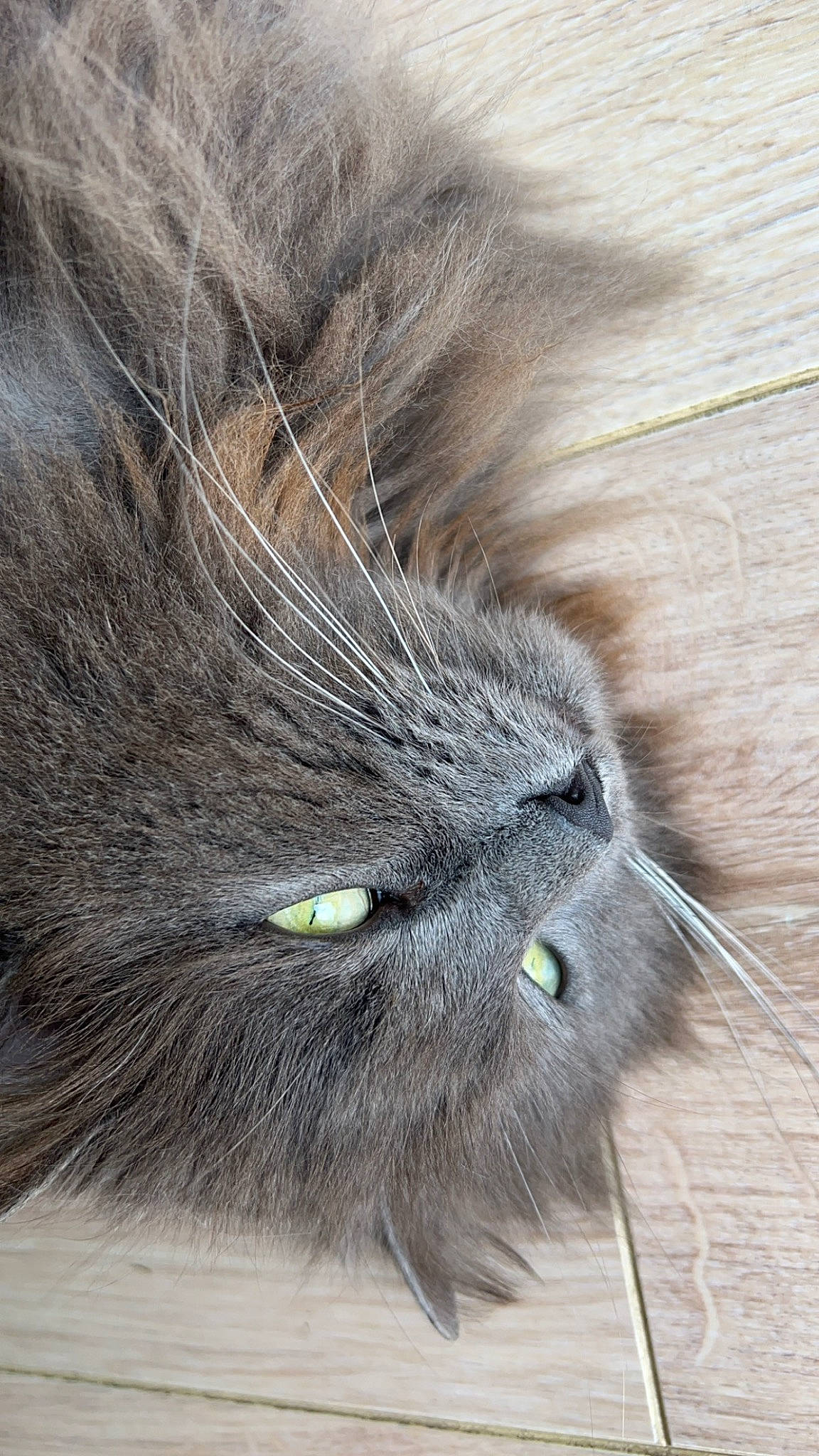 Pixel a rejoint le concours — aidez-le/la à gagner de superbes lots ! carnivore, cat, close_up, domestic_short_haired_cat, eye, felidae, flooring, fur, grey, hair, hardwood, head, plant, reef, small_to_medium_sized_cats, snout, tail, terrestrial_animal, whiskers, wood