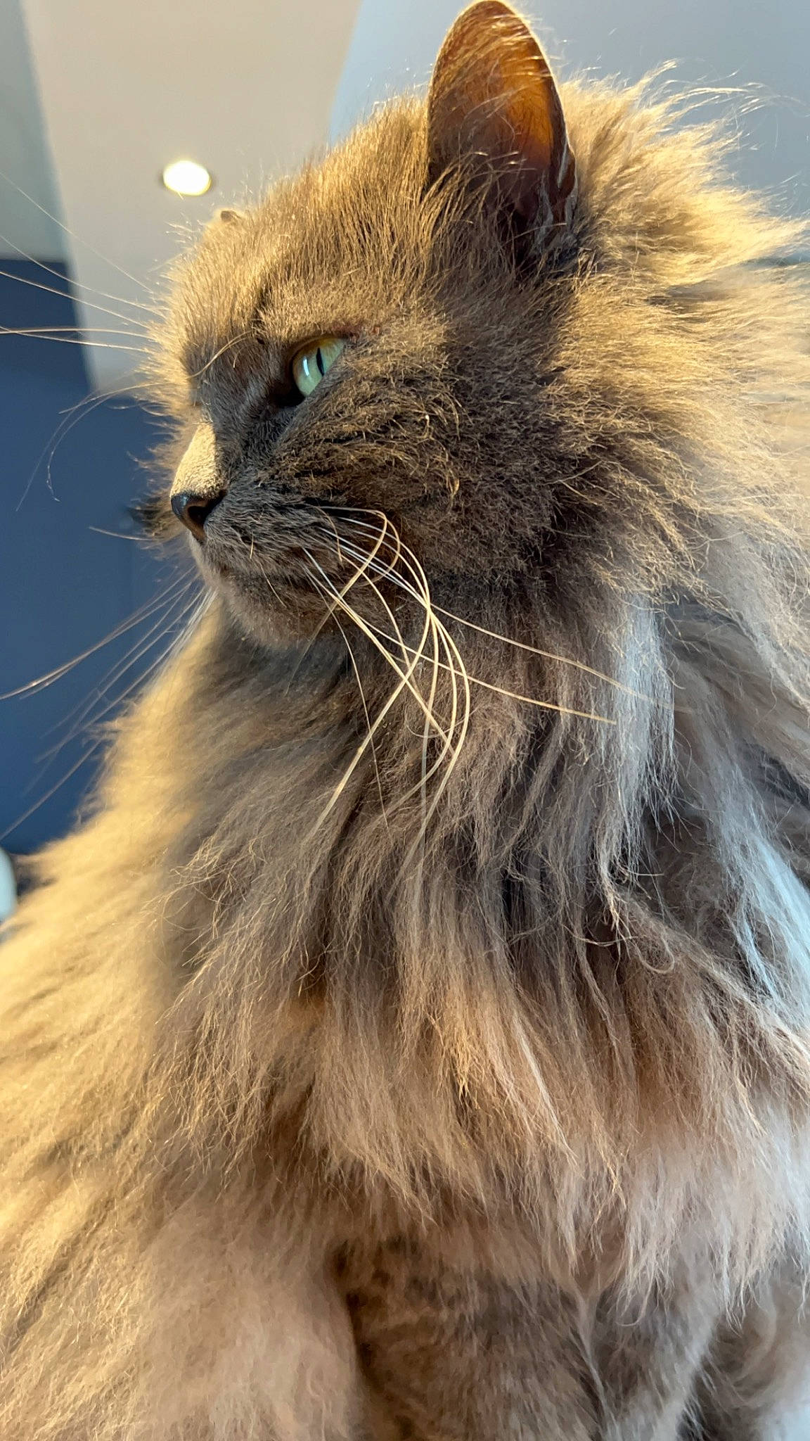 Pixel a rejoint le concours — aidez-le/la à gagner de superbes lots ! british_longhair, carnivore, cat, close_up, fawn, felidae, fur, iris, liver, small_to_medium_sized_cats, snout, tail, terrestrial_animal, whiskers