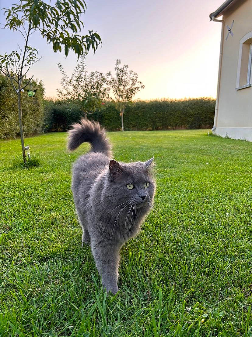 Pixel participe au concours pour gagner de l'argent avec cette photo : carnivore, cat, domestic_short_haired_cat, fawn, felidae, fur, grass, groundcover, landscape, lawn, plant, shrub, sky, small_to_medium_sized_cats, snout, tail, terrestrial_animal, tree, whiskers, window
