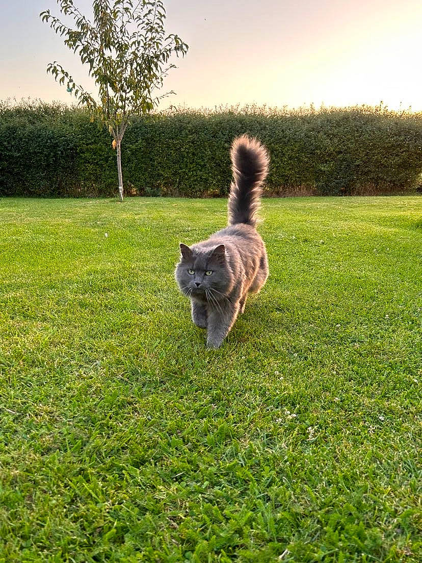 Pixel participe au concours pour gagner de l'argent avec cette photo : cat, companion_dog, dog_breed, fawn, felidae, gesture, grass, grassland, groundcover, happy, landscape, lawn, meadow, natural_landscape, pasture, people_in_nature, plant, sky, tail, tree