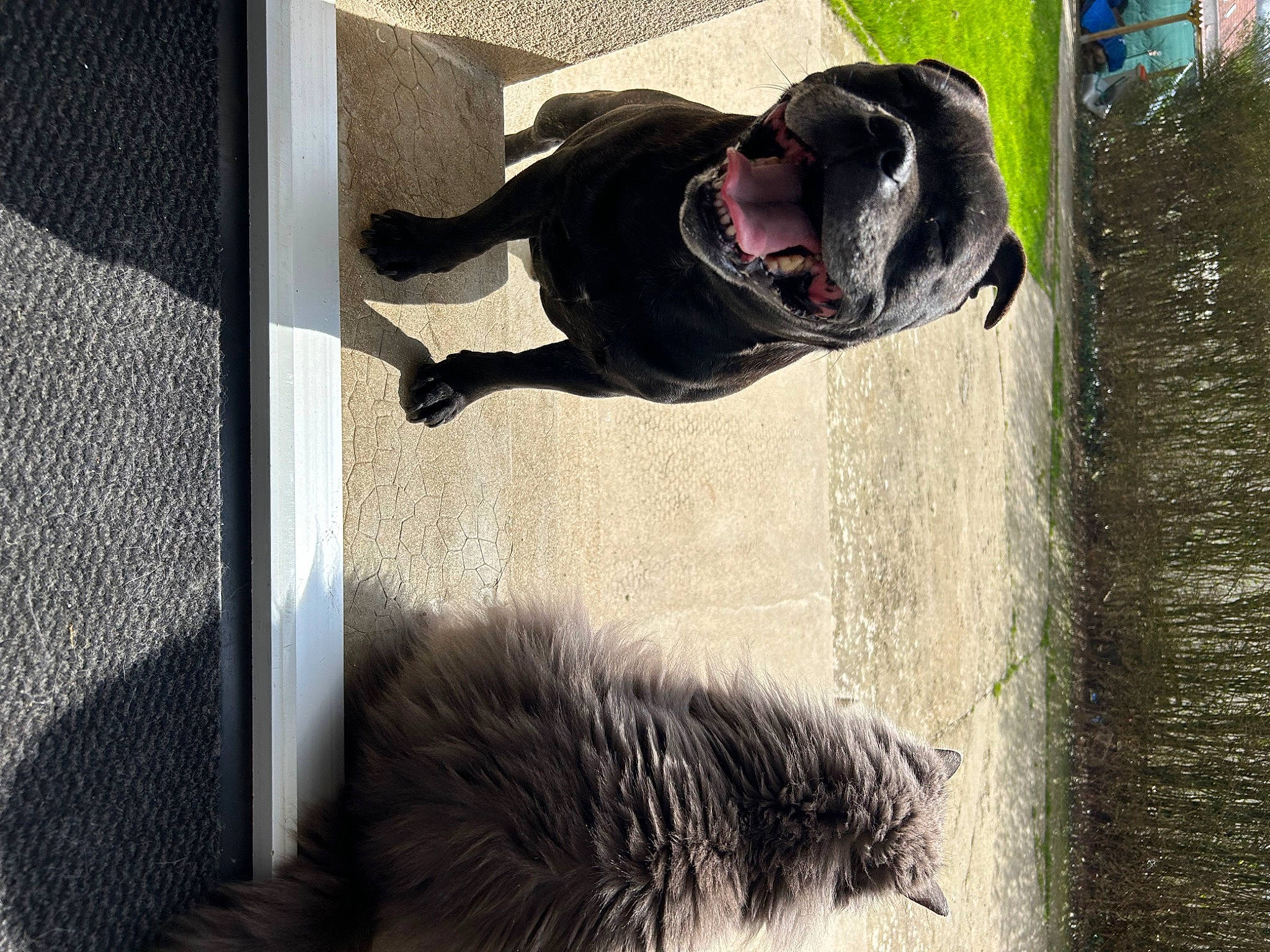 Kira participe au concours pour gagner de l'argent avec cette photo : canidae, carnivore, dog, dog_breed, fun, fur, guard_dog, leisure, personal_protective_equipment, reflection, shadow, snout, sporting_group, tail, tints_and_shades, water, whiskers, window, winter