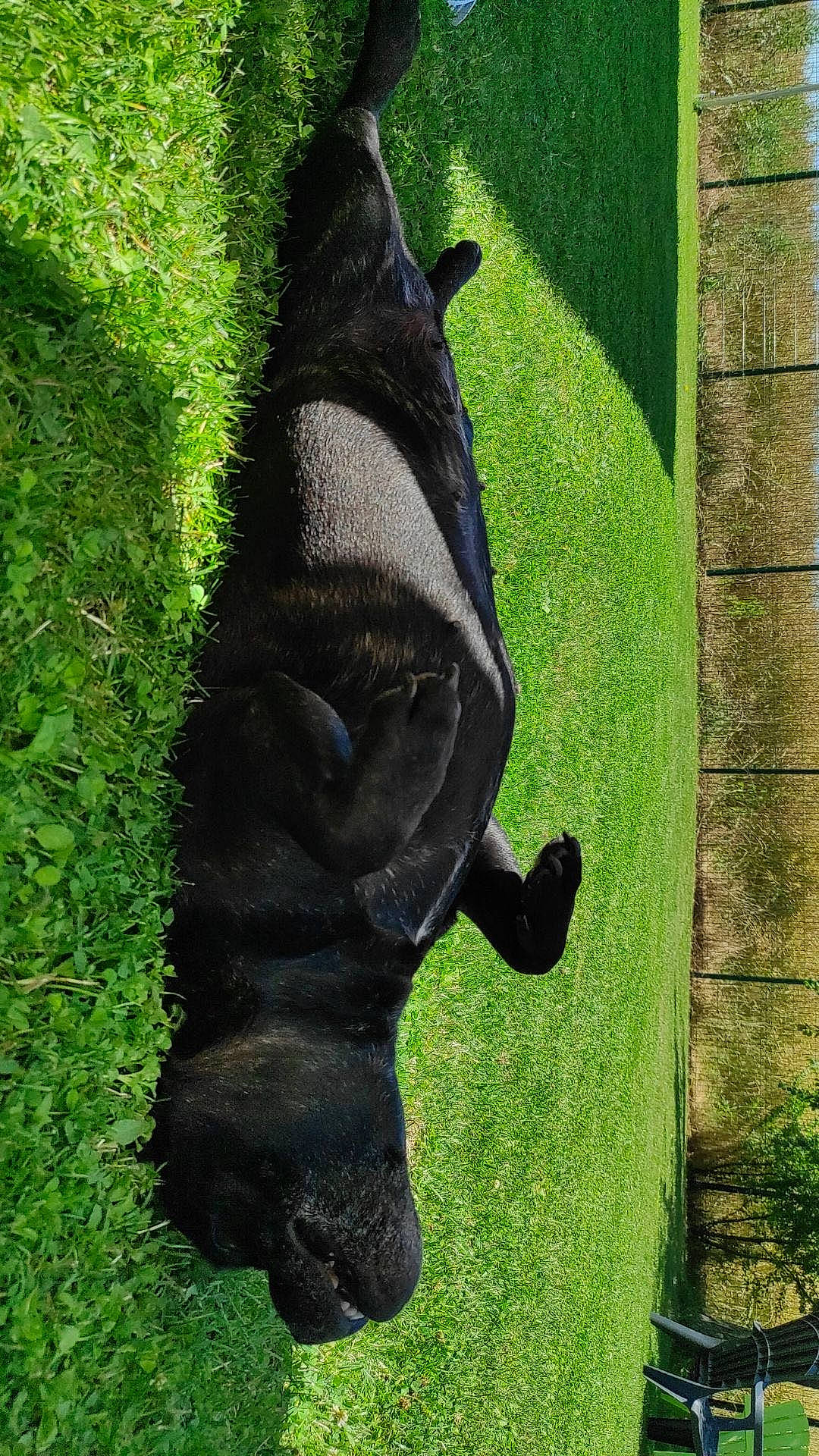 Kira a rejoint le concours — aidez-le/la à gagner de superbes lots ! canidae, dog_breed, foot, fur, gesture, glove, grass, human_leg, liver, natural_material, pack_animal, plant, shadow, snout, sporting_group, tail, terrestrial_animal, trunk, working_animal, wrist