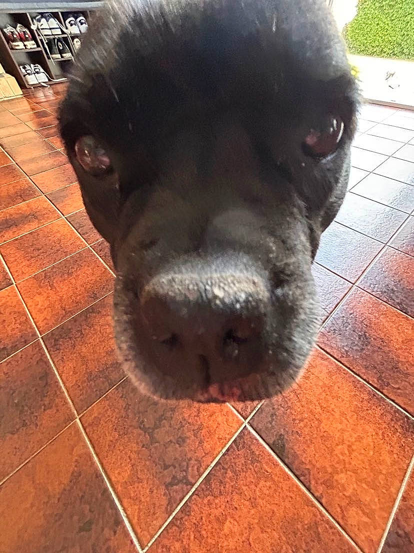 Kira a rejoint le concours — aidez-le/la à gagner de superbes lots ! borador, canidae, carnivore, companion_dog, dog, dog_breed, flooring, fur, liver, plant, retriever, snout, sporting_group, square, tail, tile_flooring, tints_and_shades, whiskers, wood, working_animal