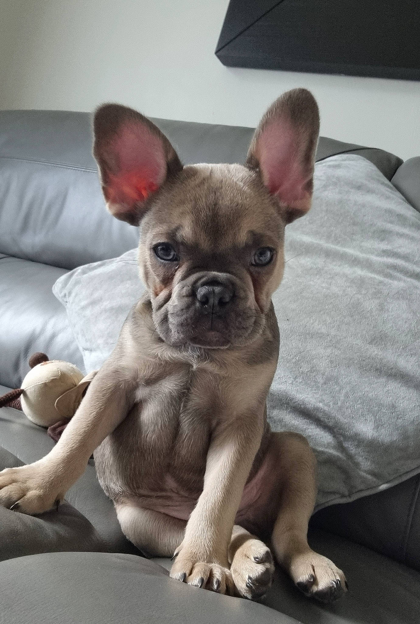 Elvis joined the competition — help win amazing prizes! bulldog, canidae, carnivore, comfort, companion_dog, couch, dog, dog_breed, ear, eye, fawn, fur, head, snout, sporting_group, terrestrial_animal, toy_dog, whiskers, working_animal, wrinkle