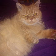 Boule De Poil a rejoint le concours — aidez-le/la à gagner de superbes lots ! asian_semi_longhair, british_semi_longhair, carnivoran, cat, cat_like_mammal, domestic_long_haired_cat, domestic_short_haired_cat, himalayan, kitten, maine_coon, napoleon_cat, norwegian_forest_cat, persian, ragamuffin, ragdoll, siberian, small_to_medium_sized_cats, snout, vertebrate, whiskers