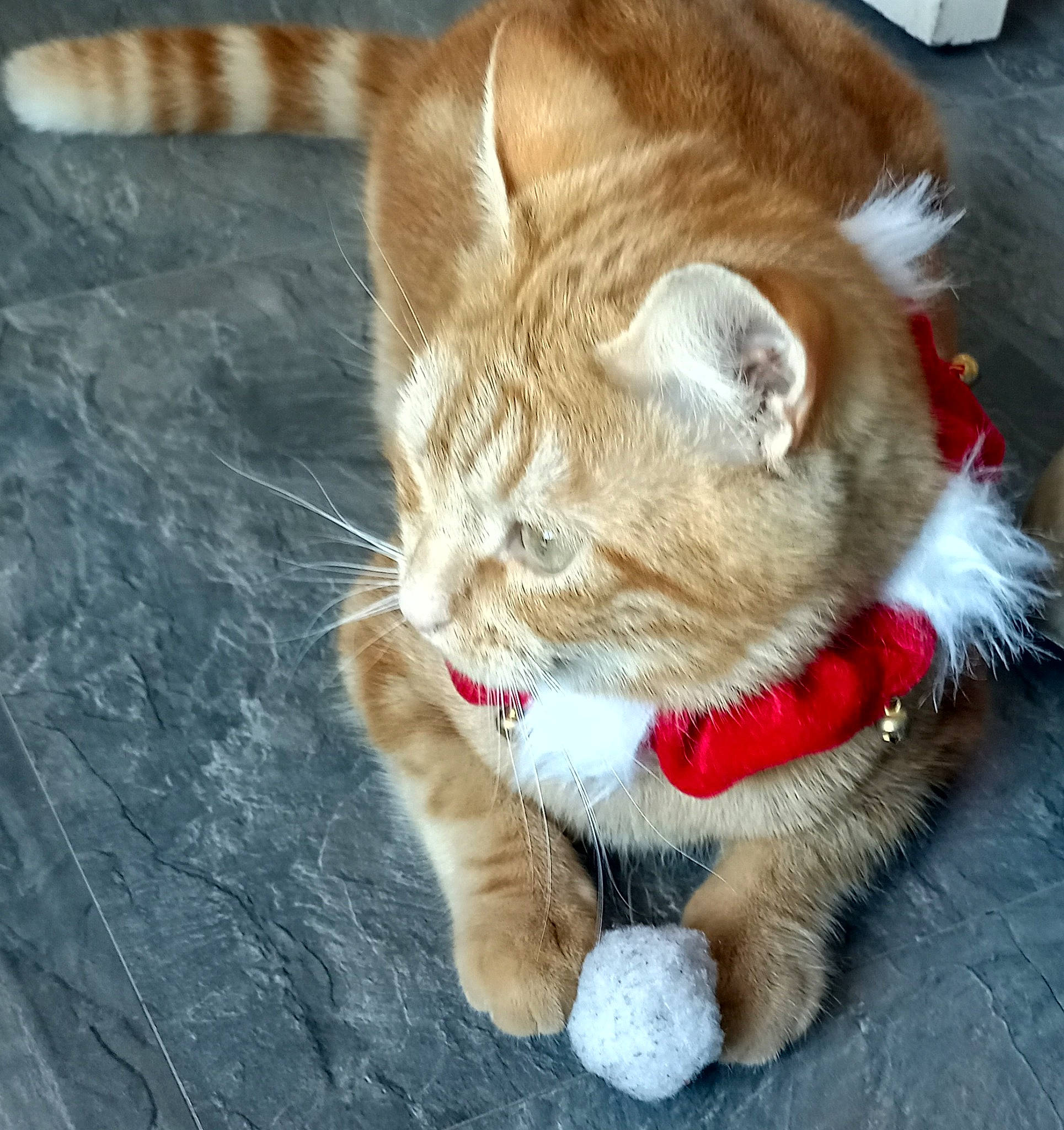 Scooby a rejoint le concours — aidez-le/la à gagner de superbes lots ! canidae, carnivore, cat, claw, collar, companion_dog, dog_breed, domestic_short_haired_cat, fawn, felidae, fur, human_leg, leash, nap, paw, small_to_medium_sized_cats, snout, tail, terrestrial_animal, whiskers