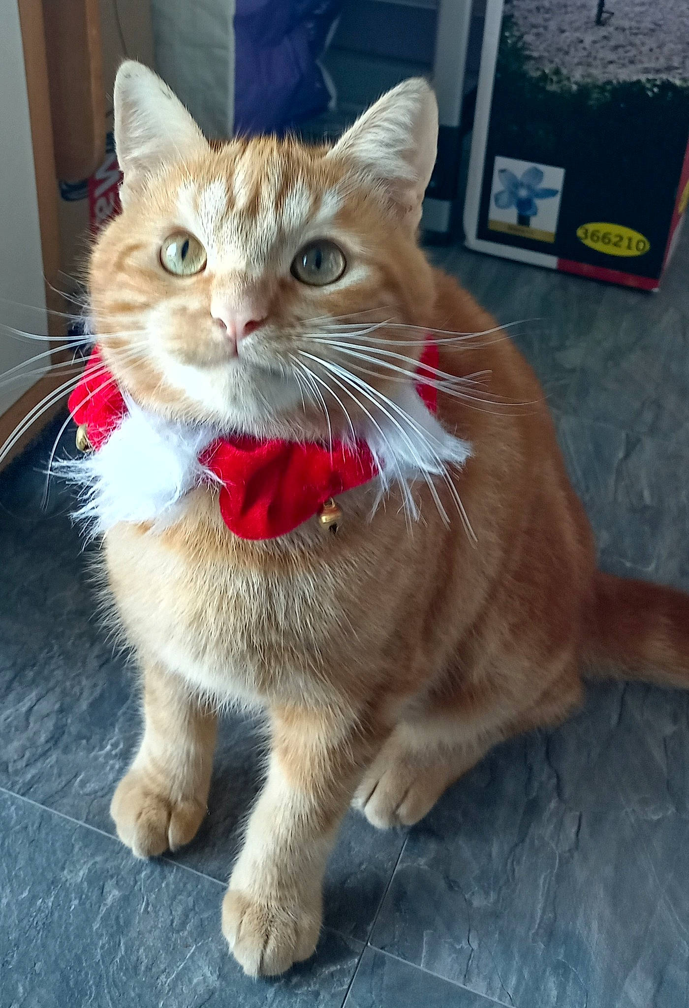 Scooby a rejoint le concours — aidez-le/la à gagner de superbes lots ! carnivore, cat, cat_supply, claw, collar, domestic_short_haired_cat, fawn, felidae, flooring, foot, fur, paw, pet_supply, sitting, small_to_medium_sized_cats, snout, tail, terrestrial_animal, whiskers, window