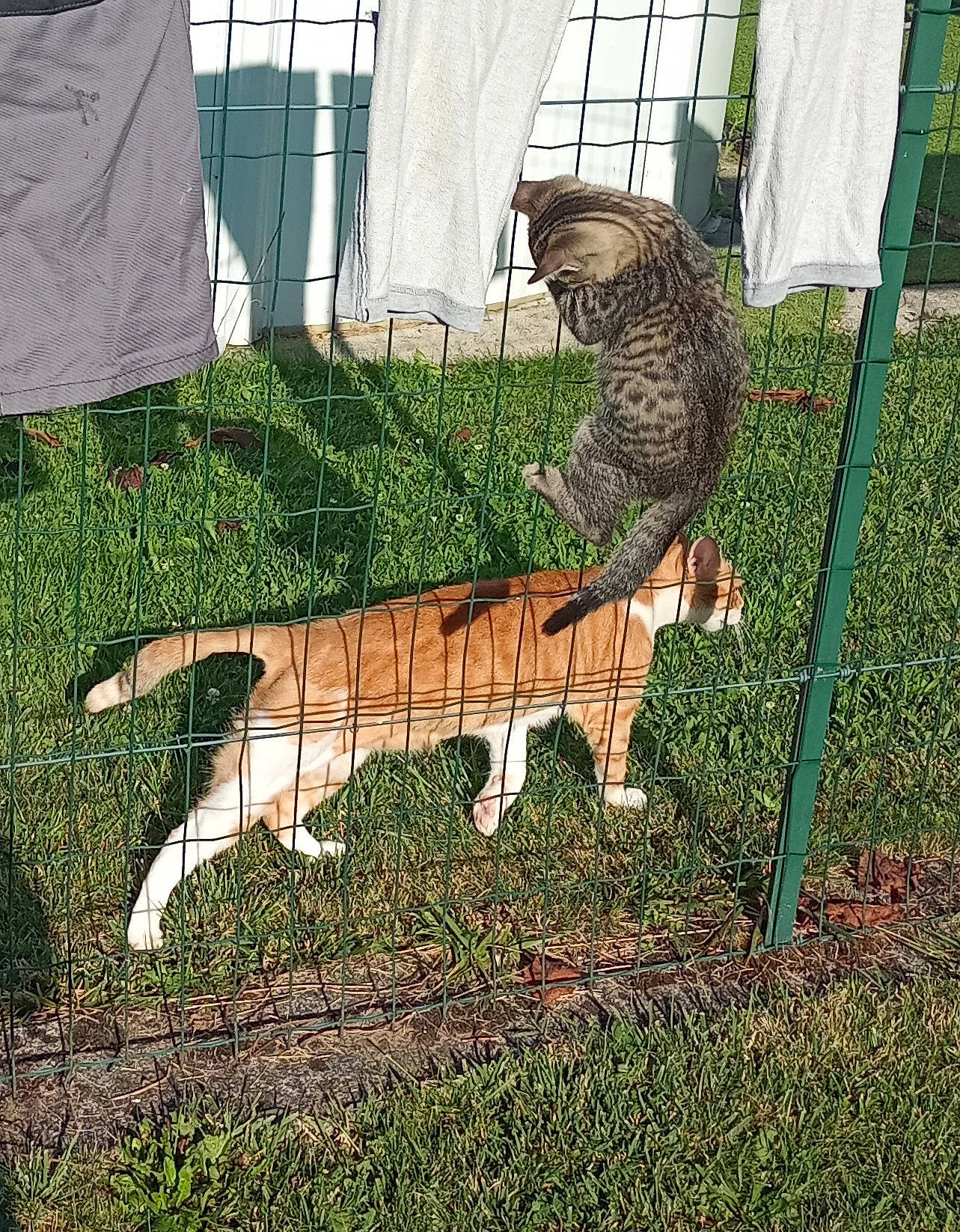 Milo participe au concours pour gagner de l'argent avec cette photo : art, big_cats, bovine, canidae, carnivore, cat, fawn, felidae, fur, goat, goats, grass, livestock, mammal, small_to_medium_sized_cats, sporting_group, tail, terrestrial_animal, vertebrate, whiskers