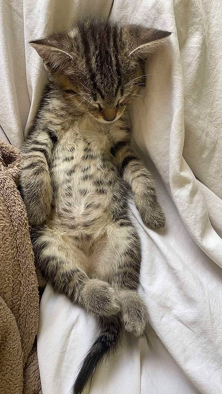 Milo a rejoint le concours — aidez-le/la à gagner de superbes lots ! carnivore, cat, cat_bed, claw, comfort, domestic_short_haired_cat, felidae, fur, grey, nap, pattern, paw, sleep, small_to_medium_sized_cats, snout, tail, terrestrial_animal, whiskers