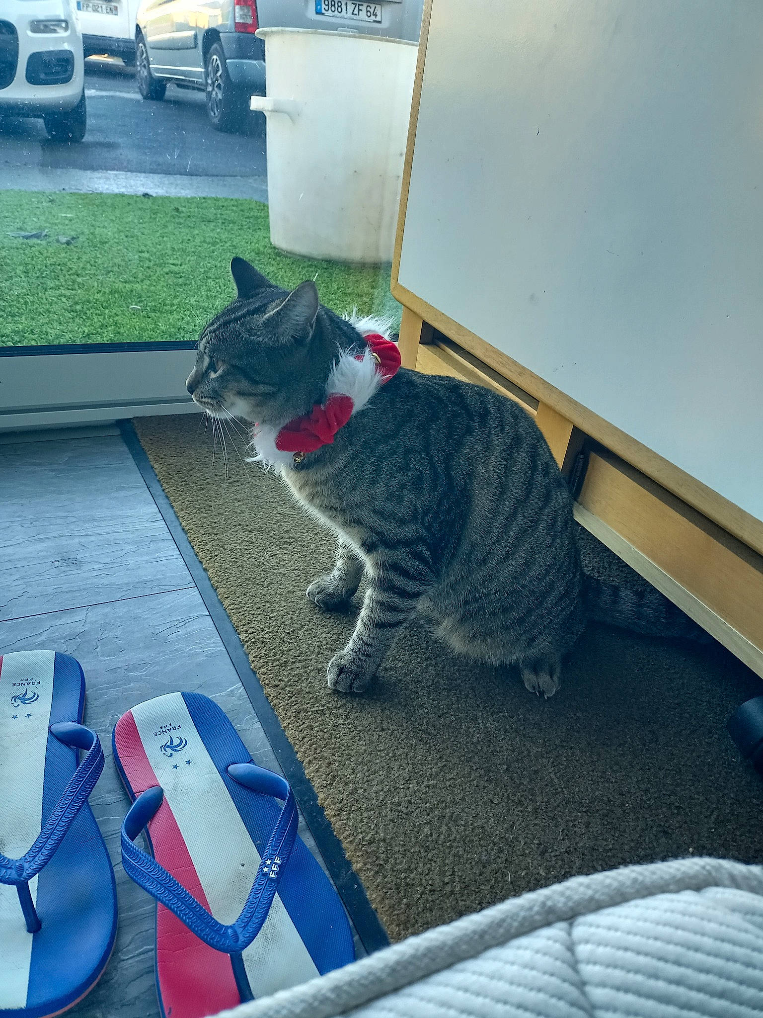 Milo a rejoint le concours — aidez-le/la à gagner de superbes lots ! asphalt, automotive_tire, carnivore, cat, comfort, domestic_short_haired_cat, family_car, felidae, flooring, fur, grass, grey, metal, plant, road_surface, small_to_medium_sized_cats, tail, truck, vehicle, whiskers