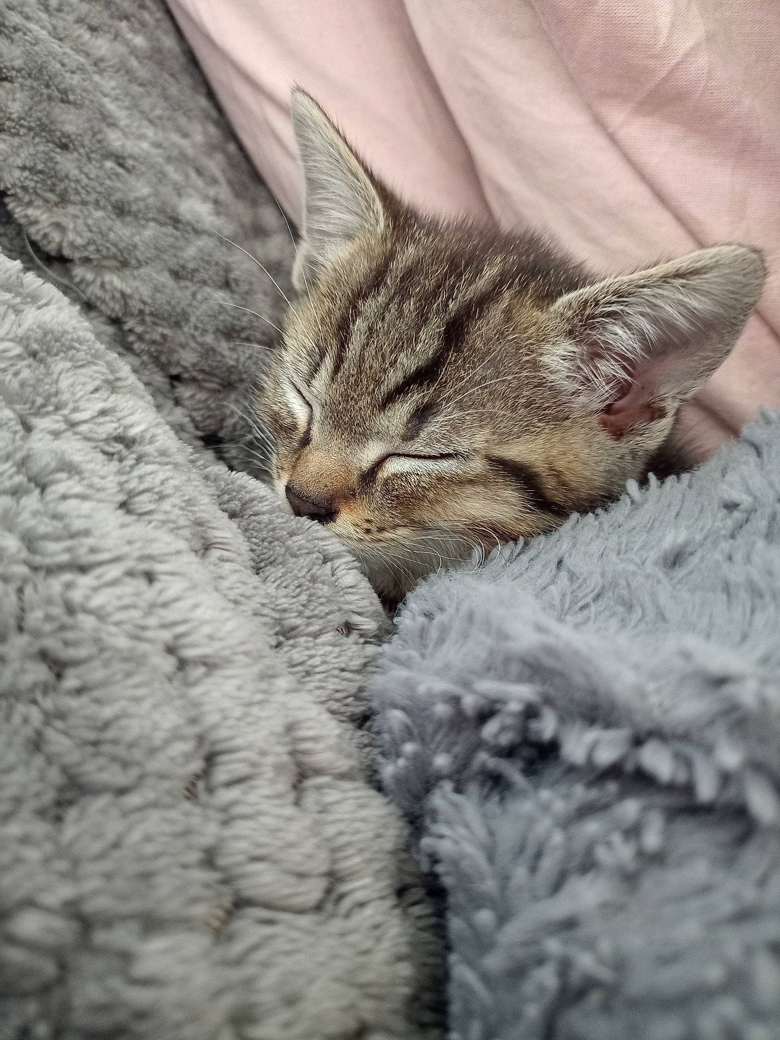 Milo participe au concours pour gagner de l'argent avec cette photo : carnivore, cat, claw, comfort, domestic_short_haired_cat, felidae, fur, grey, nap, rock, sleep, small_to_medium_sized_cats, snout, terrestrial_animal, whiskers, wildlife