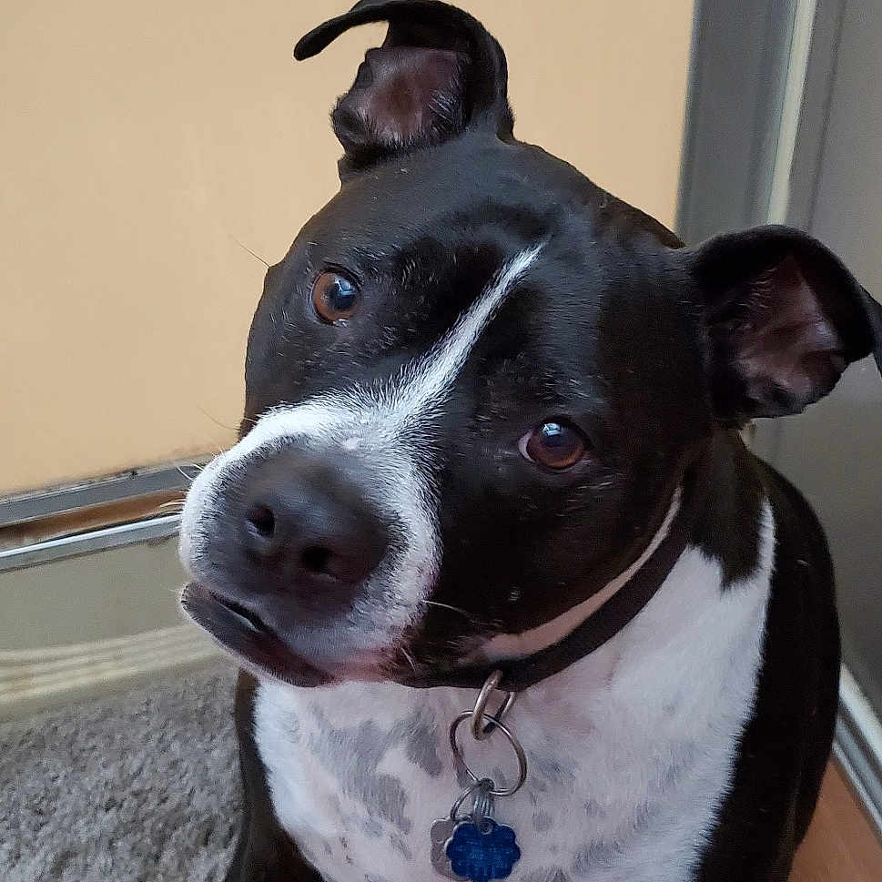 Odin