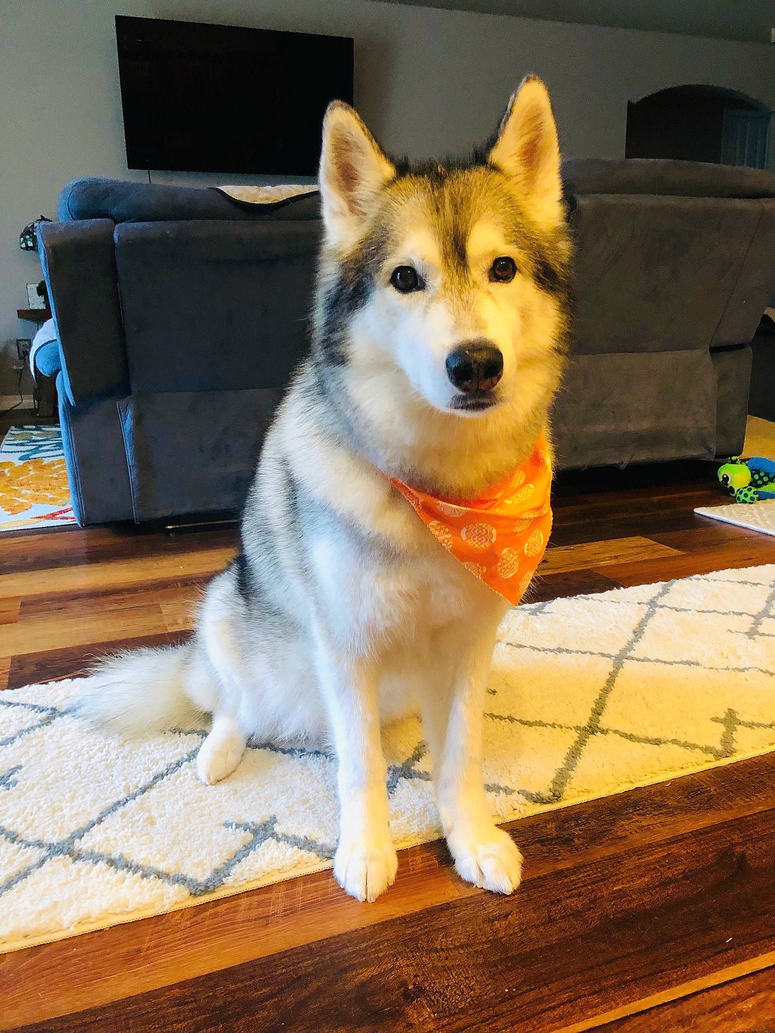 Blitz joined the competition — help win amazing prizes! canidae, carnivore, collar, companion_dog, dog, dog_breed, fawn, flooring, fur, hardwood, piano, sled_dog, snout, sporting_group, tail, television, whiskers, wood, working_animal, working_dog