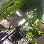 Juno Velazquez joined the competition — help win amazing prizes! animal, cat, cozy, curious, daylight, decor, fern, furniture, greenery, home, indoor, leaf, nature, pet, plant, potted_plant, relaxing, shelf, sunlight, window