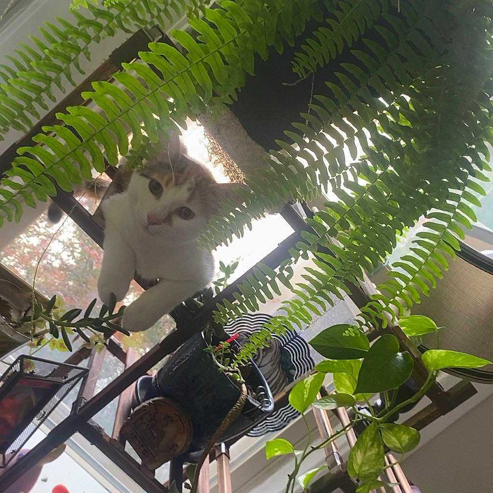 Juno Velazquez joined the competition — help win amazing prizes! animal, cat, cozy, curious, daylight, decor, fern, furniture, greenery, home, indoor, leaf, nature, pet, plant, potted_plant, relaxing, shelf, sunlight, window