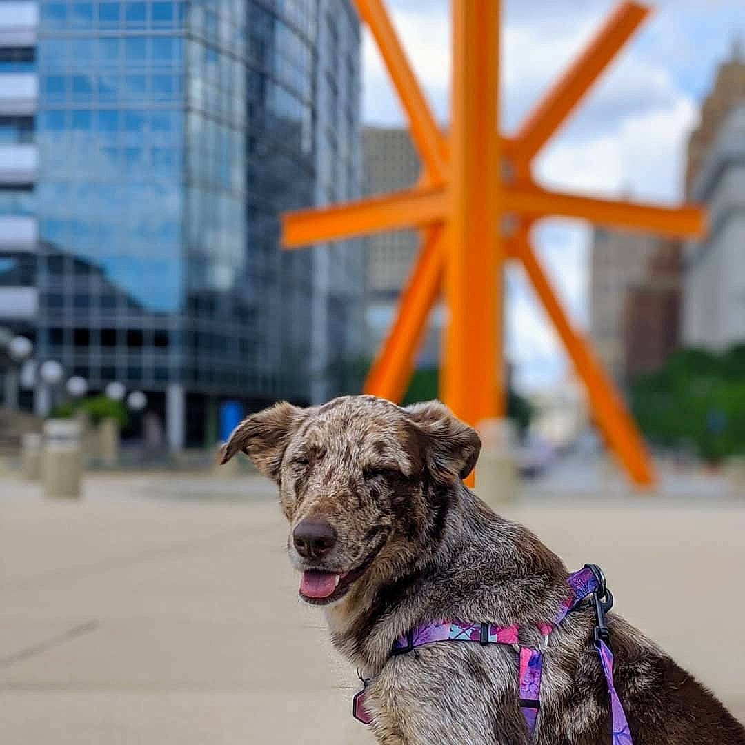 Daisy is registered to the contest to win money with this photo: canidae, carnivore, dog, dog_breed, dog_collar, leash, louisiana_catahoula_leopard_dog, mammal, rare_breed_dog, snout, sporting_group, street_dog, vertebrate, working_dog